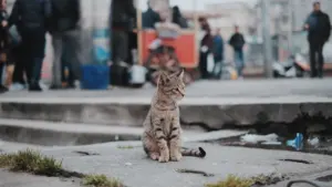 Pelēks strīpainais kaķis sēž uz betona ielas pilsētas vidē.