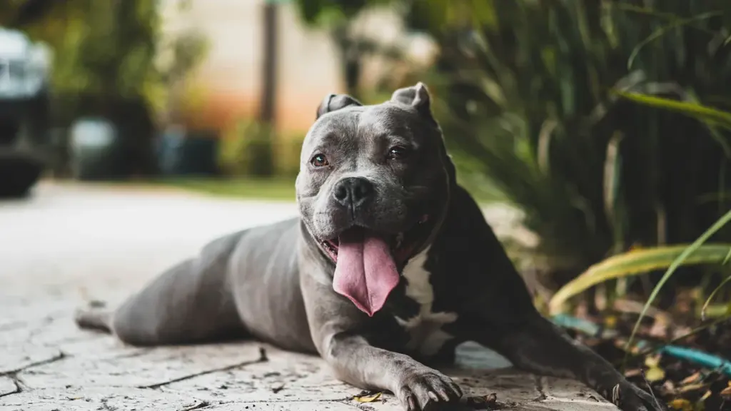 Rīgā atcelta Pitbull koncerta biļetes varēs atgūt