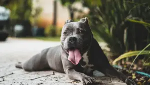 Pelēks pitbula šķirnes suns atpūšas dabīgā vidē ar zaļiem augiem.
